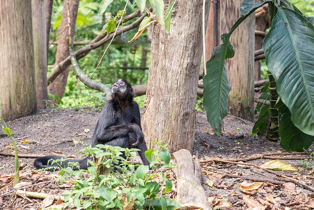 Bonobo au Congo