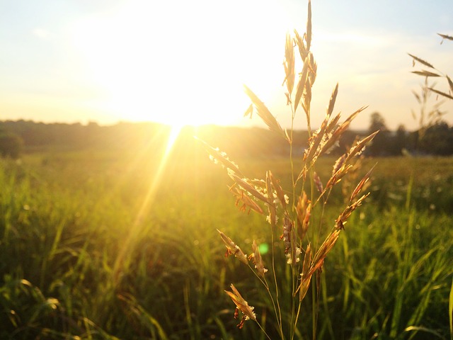 Soleil sur les champs