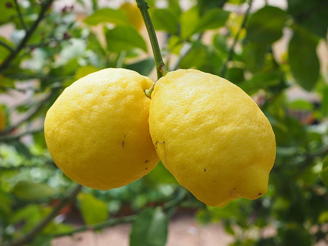 Paire de citrons