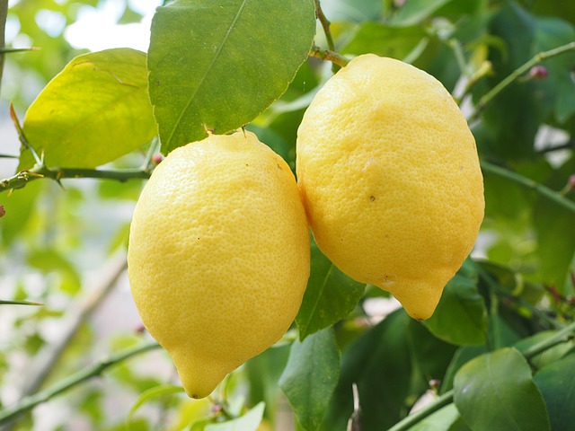 Duo de citron dans son arbre