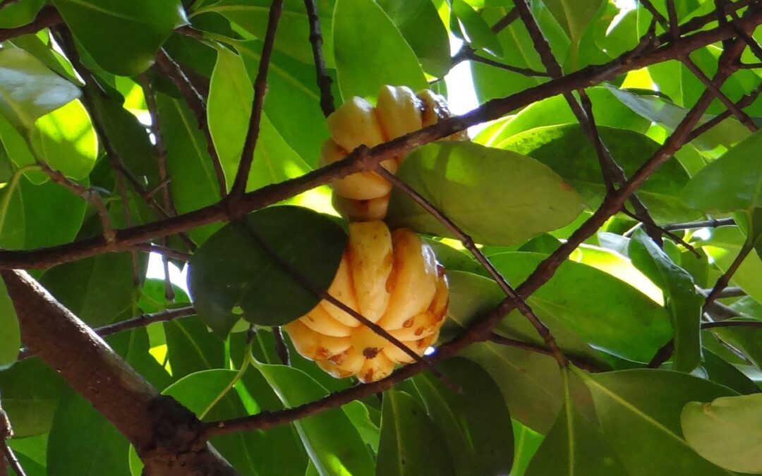 Garcinia Cambogia dans son arbre