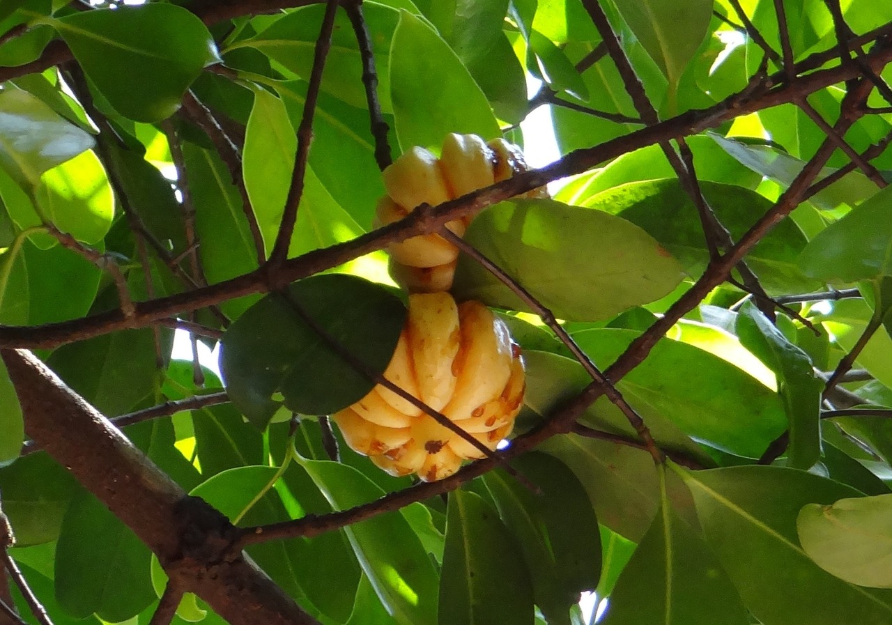 Garcinia Cambogia dans son arbre