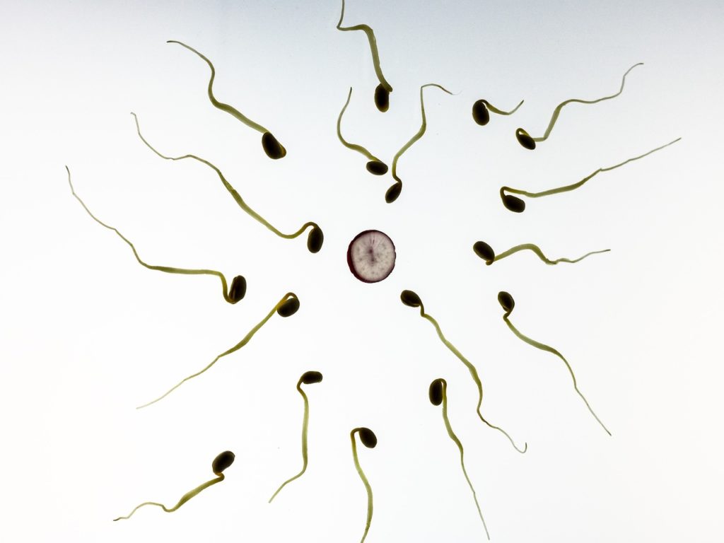 Ovule entourée de spermatozoïdes